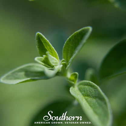 Italian Oregano – 200 Seeds