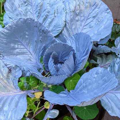 Organic Red Cabbage Seeds