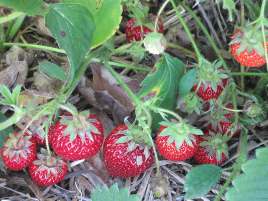 Seascape Strawberry Plants (25 Bare Root) – Everbearing Variety – Large Sweet Berries – High-Yield Garden Fruit – Non-GMO