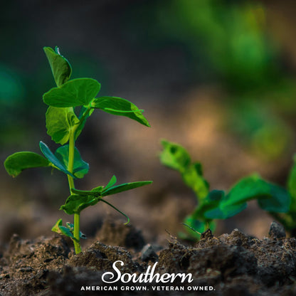 Sugar Snap Peas – 20 Seeds