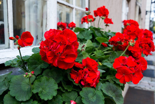3 Ivy Geranium Cuttings – Pelargonium peltatum Vivid Red – Unrooted Trailing Starter Stems for Hanging Baskets, Window Boxes & Containers