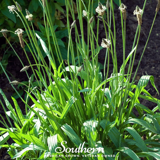 English Plantain – 100 Seeds