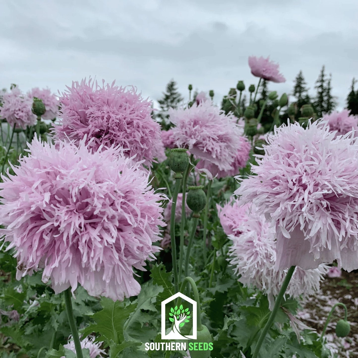Lilac Pompon Poppy – 100 Seeds