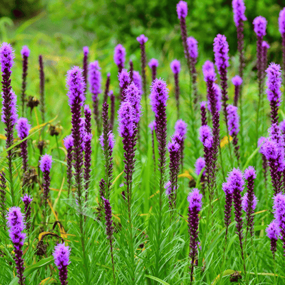 Prairie Blazing Star – 50 Seeds