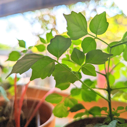 Radermachera Sinica 'China Doll' Plant Seeds