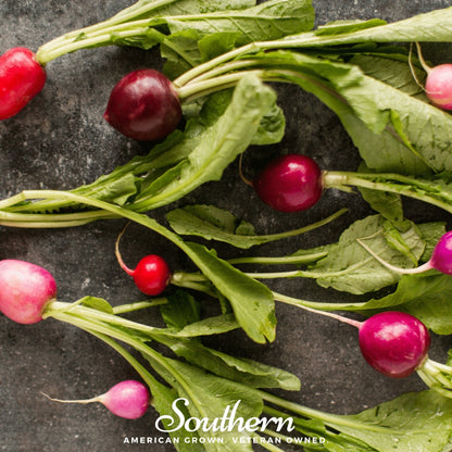 Easter Egg Radish – 250 Seeds