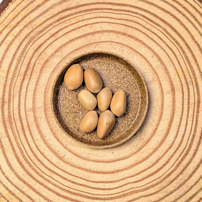 Zamia Furfuracea 'Cardboard Palm' Seeds