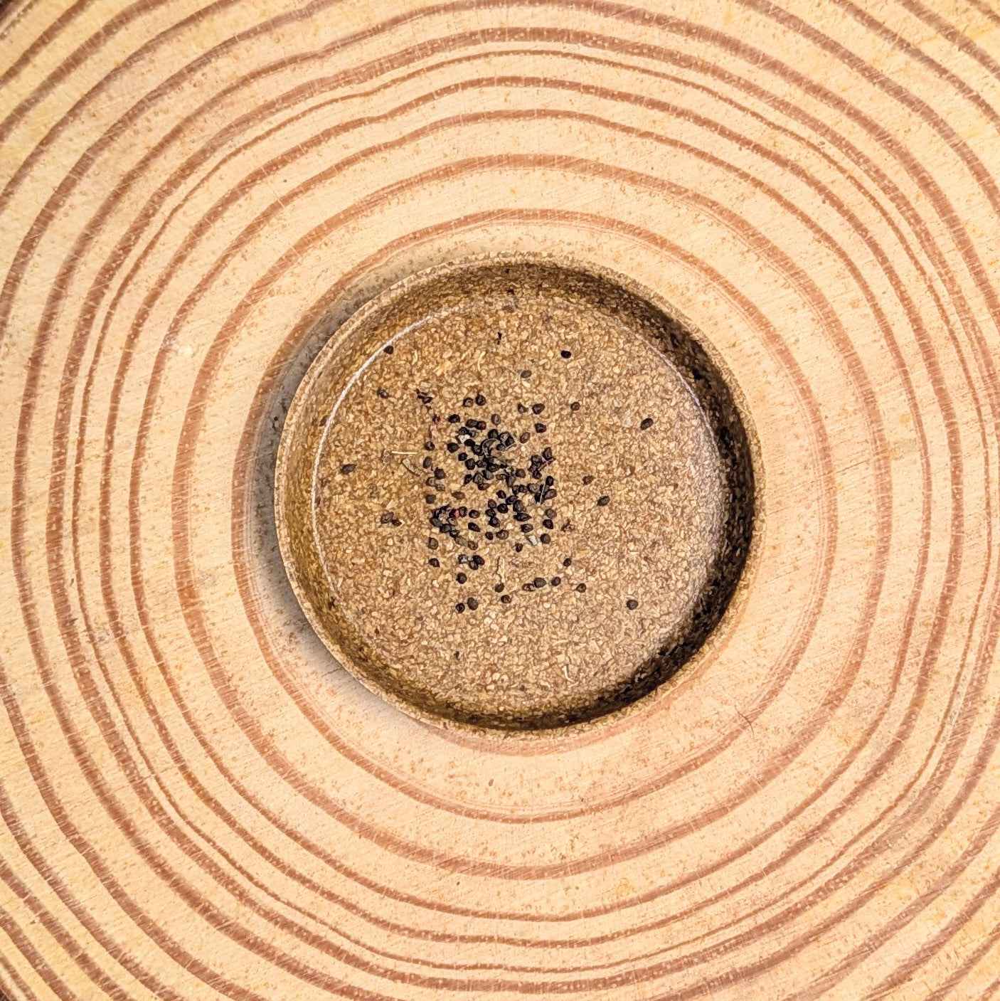 Eucalyptus Polyanthemos 'Silver Plate' Seeds