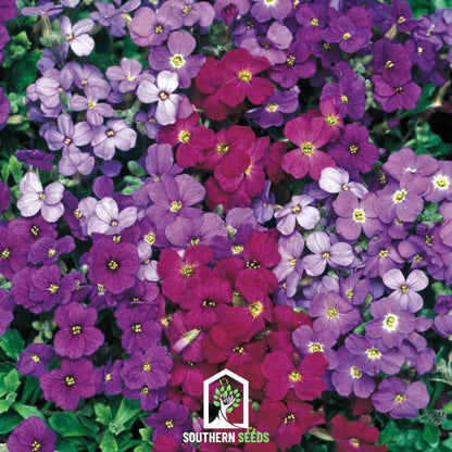 Royal Rockcress Mix – 100 Seeds