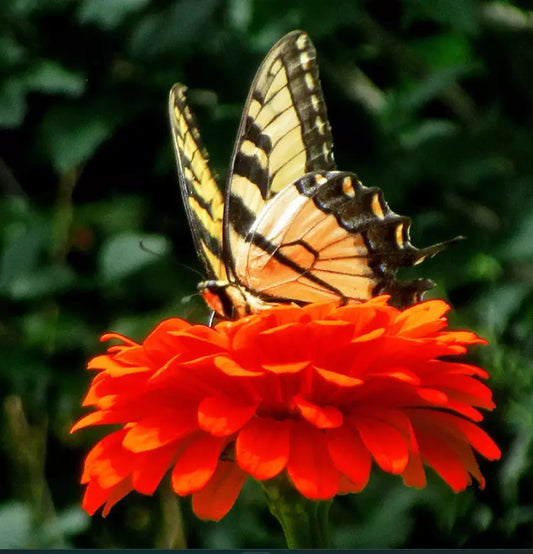 Zinnia Seeds - 200 Non-GMO Orange King Double Variety for Songbirds & Butterflies - Perfect for Hummingbirds