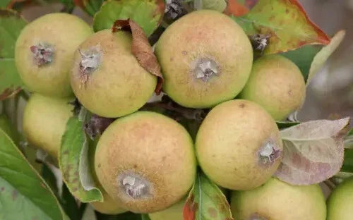 Medaille d'Or Apple Seeds - 25+ Count - Heirloom Variety - Malus domestica - USA - Ideal for Garden Planting