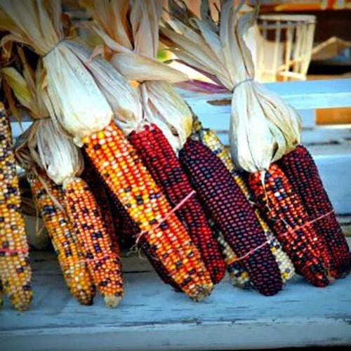 Indian Corn Seeds - 500+ Heirloom NON-GMO - Fresh Quality Seeds for Planting - Zea Mays