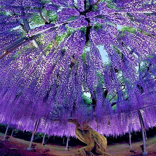 Chinese Wisteria Tree 10 Seeds - Fast Climbing Flowering Vine - Wisteria sinensis