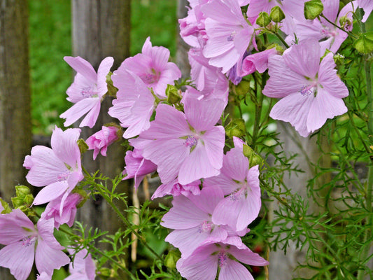 Pink Musk Mallow Seeds - 102 Count - Malva Moschata - Easy to Grow - USA Seller