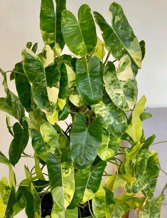 Variegated Burle Marx Philodendron Cutting | Air Roots with Nodes | Indoor House Plant | Philodendron 'Burle Marx'