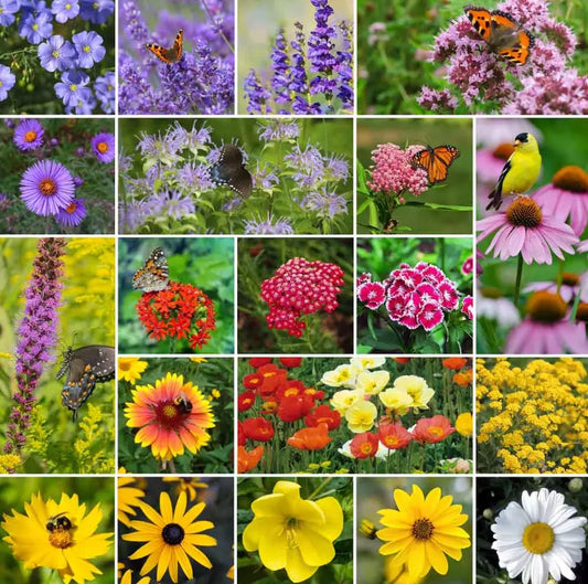 Perennial Pollinator Mix 1000 Seeds - 20 Varieties Summer-Fall Flowers Non-GMO for Bees & Butterflies