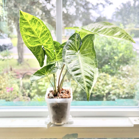 Syngonium Batik Houseplant - Potted Rooted Variety - Syngonium podophyllum