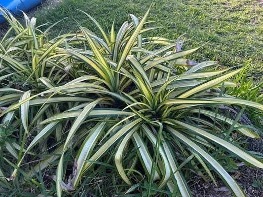 Dwarf Pandanus Live Rooted Cutting, Pandanus baptistii, Indoor Plant, Tropical Greenery, Easy Care Houseplant