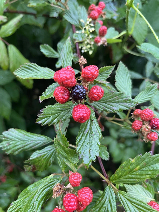 Live Bare Root Wild Blackberries - Pack of 5 - Rubus fruticosus - Delicious Edible Berries for Home Garden and Landscaping