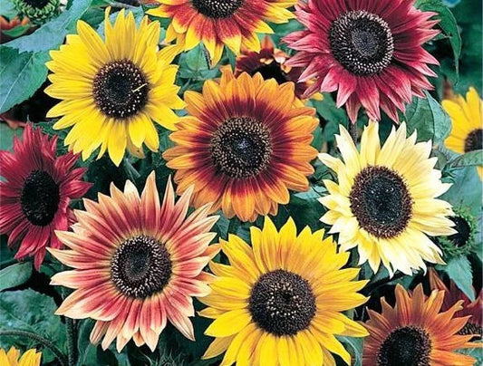Sunflower Seeds Evening Colors Mix - 62 Seeds - Helianthus annuus - GroCo USA - Free Shipping on Any 15 Packs