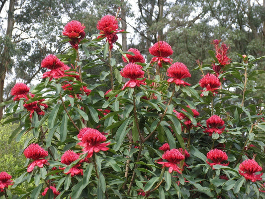 Telopea speciosissima Waratah Cut Flowers - 1st Year Seedling in 2" x 7" Tube Pot - Rare Cultivation Instructions Included