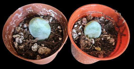 Moonstone Succulent Baby Cutting - Live Fresh Rooted Plant - Crassula Perforata