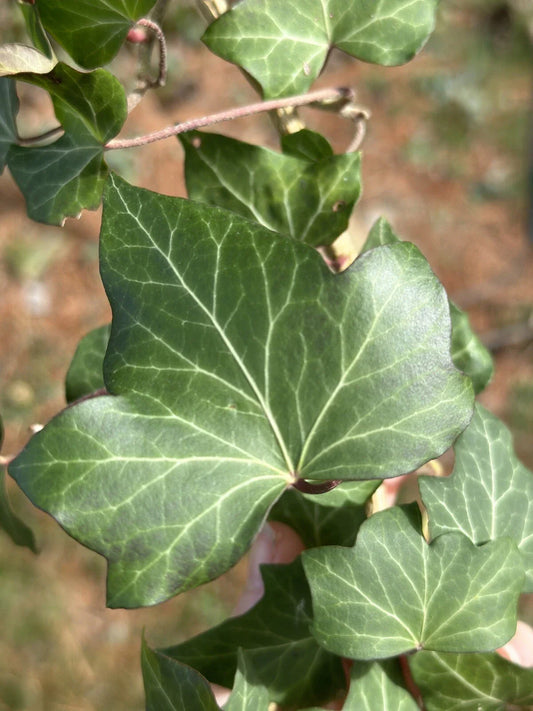 English Ivy Cuttings - Live Plants for Patio & Groundcover - Green Living Fence - Hedera helix