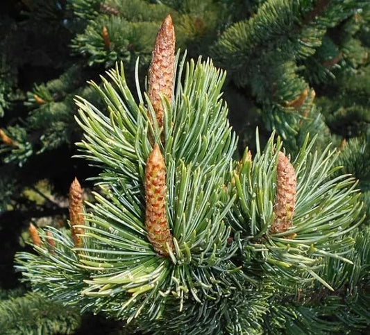 Bristlecone Pine Tree Seeds for Planting, 30 Seeds, Pinus aristata, Drought-Tolerant, Hardy Conifer