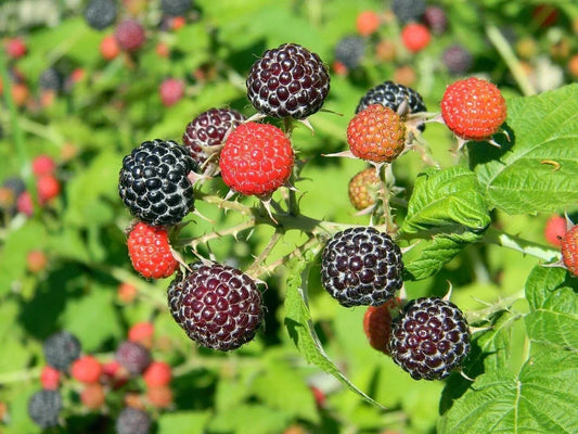 Black Raspberry Bush Seeds - Sweet & Pesticide-Free - Rubus occidentalis - Shipped with Tracking