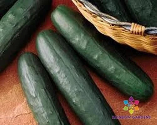Thunder Cucumber Seeds - 25+ Pack for Garden Planting - Cucumis sativus - USA Grown, Non-GMO, Free Shipping