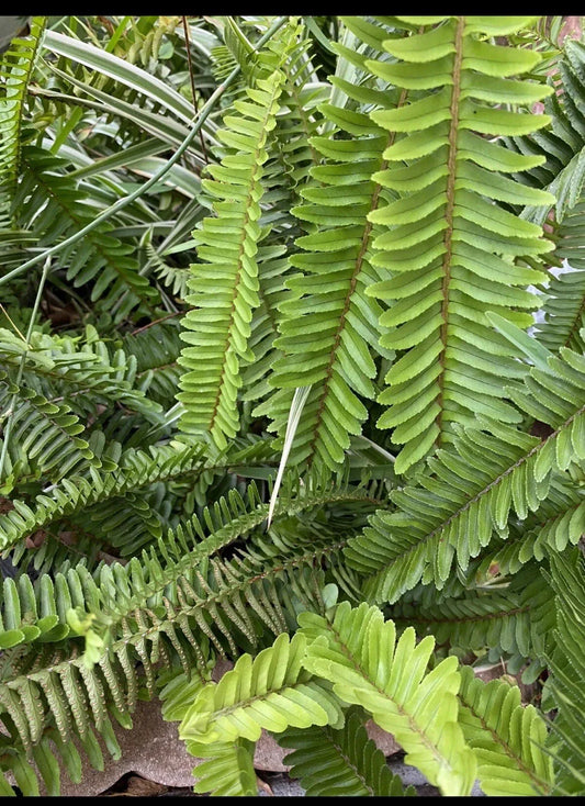Boston Fern Plant - 8 Inch Live Indoor/Outdoor Variety - Nephrolepis exaltata - Set of 4 Plants