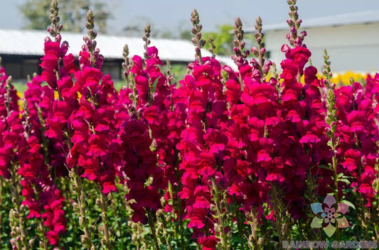 Potomac Red Snapdragon Seeds - 1000+ Seeds for Garden Planting - Antirrhinum majus - USA