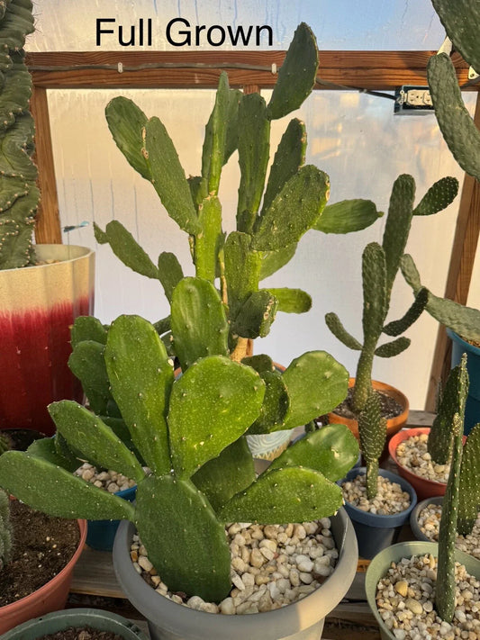 Prickly Pear Cactus Rooted Starts - Fast Growing Succulent Plant - Opuntia ficus-indica