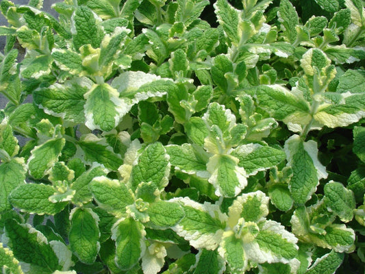 Pineapple Mint Seeds - 1000 Rare Medicinal Herb Seeds with Aromatic Flavor - Mentha suaveolens