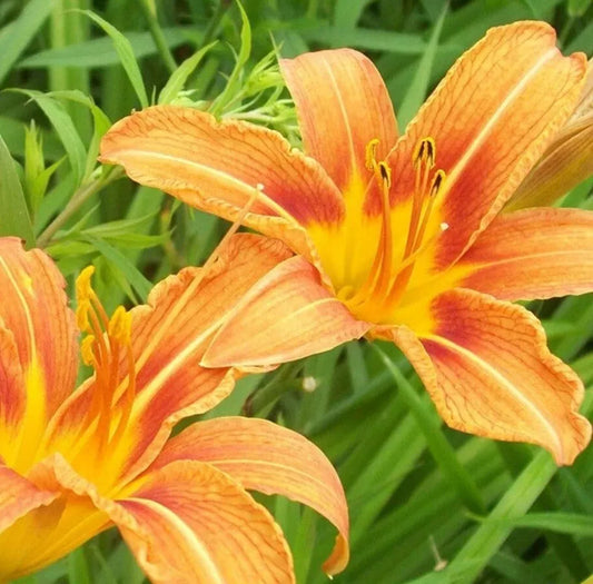 Daylily Plants - 5 Bare Root Orange Lilies - Hemerocallis - Low Maintenance Perennials for Full Sun Garden