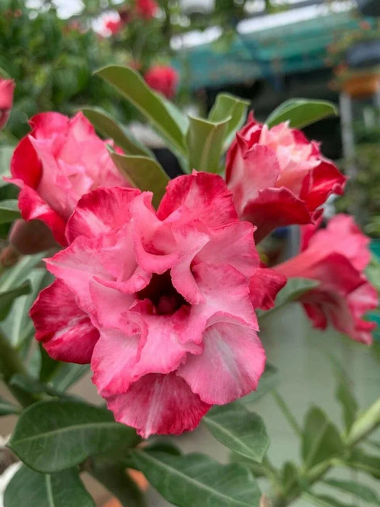 Double Red White Desert Rose Seeds - 10 Perennial Adenium Obesum Flower Seeds Mix