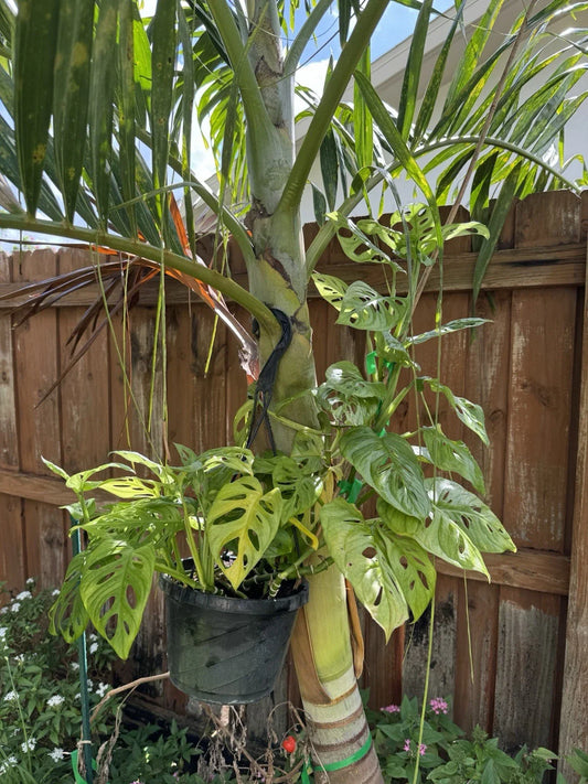 Swiss Cheese Monstera Rooted Cutting | Monstera adansonii | Indoor Houseplant