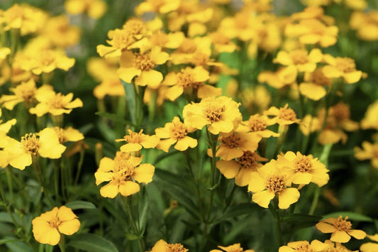 Tarragon Seeds 50+ Pack - Mexican Mint Medicinal Herb Spice & Flower (Tagetes lucida)