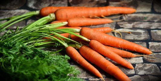 Tendersweet Gourmet Carrot Seeds - 2,000 Count - Sweet Flavor - Daucus carota