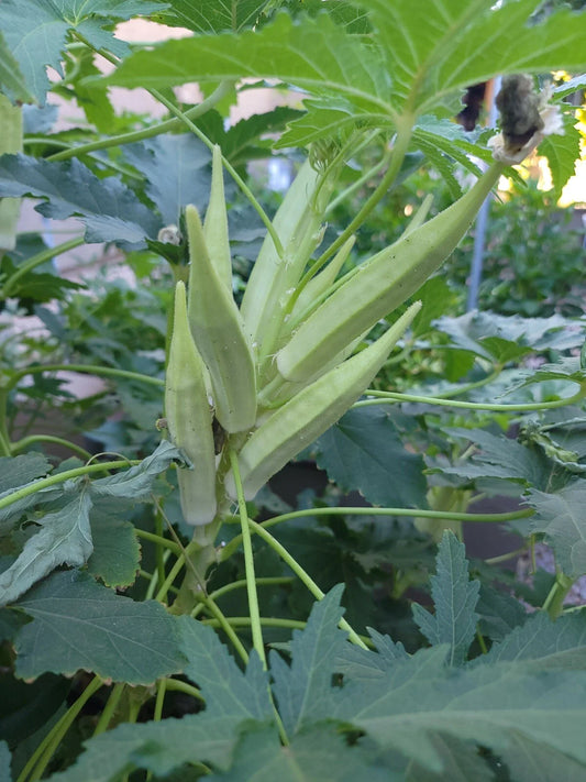 Okra Seeds - Organic NON-GMO Bhindi/Bamia Heirloom - 70 Year Family Variety