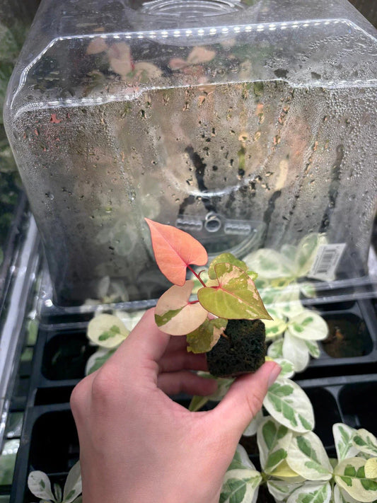 Variegated Fallopia Multiflora Starter Plug - Hardy Ground Cover Plant, Grower's Choice, Bad Shippers
