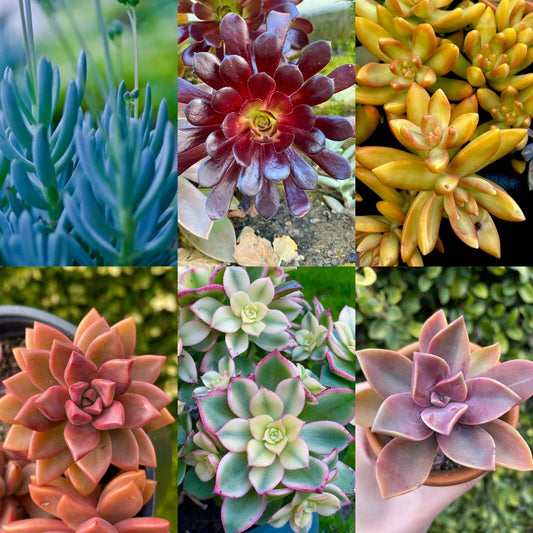 Rainbow Succulent Bundle - 6 Colorful Live Succulents/Cuttings - Assorted Varieties - Perfect for Home Decor and Gifts