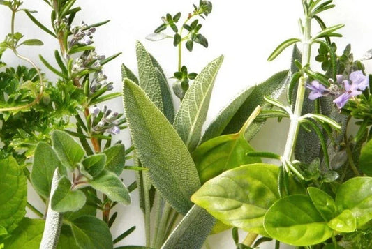 Culinary Herb Garden Seed Set, 16 Individual Packages, Variety of Culinary Herbs, Includes Basil, Thyme, Parsley, Oregano