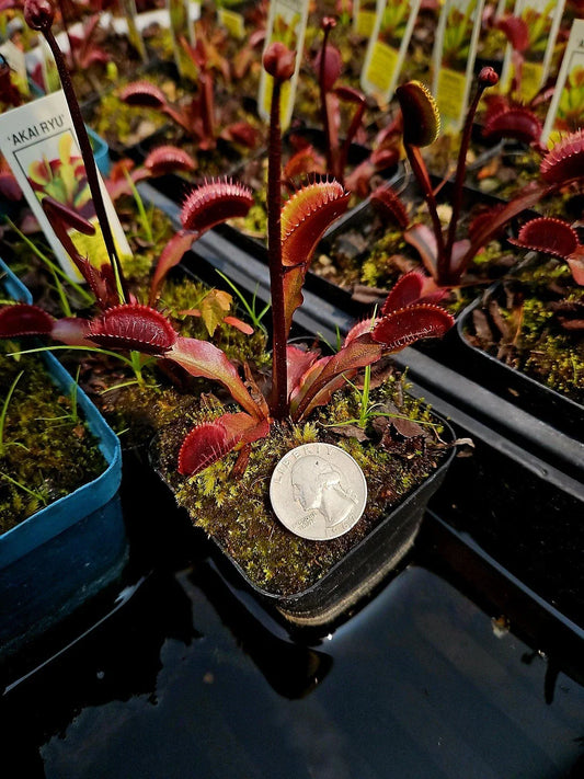 Venus Flytrap Bare Root Plant - 3 Akai Ryu Red Dragon - Dionaea muscipula Tissue Culture