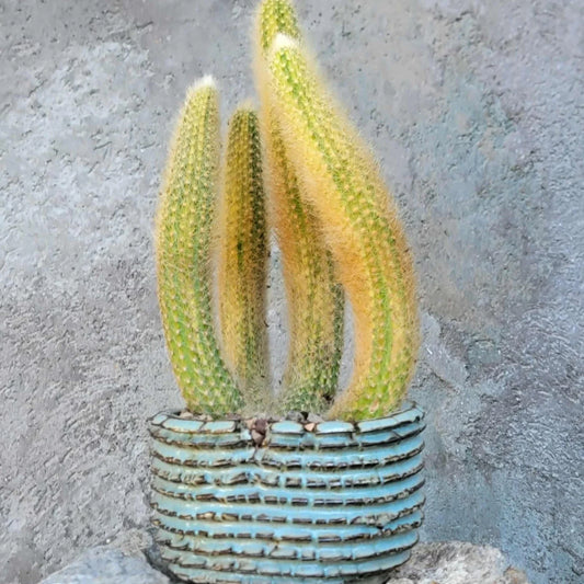Variegated Monkey Tail Cactus Cluster - Cleistocactus colademononis variegata - Unique Succulent Plant for Home Decor