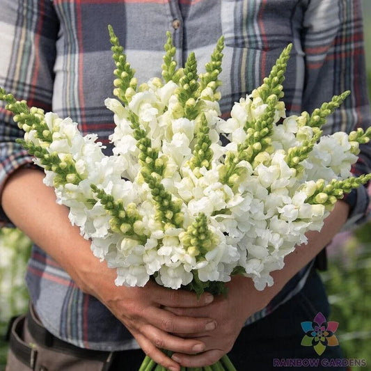 Snapdragon Seeds - 1000+ Legend White Variety - Antirrhinum majus - Perfect for Garden Planting - USA