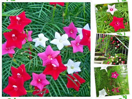 Hummingbird Vine Flower Seeds - 20 Mixed Colors - Cardinal Climber (Ipomoea quamoclit)