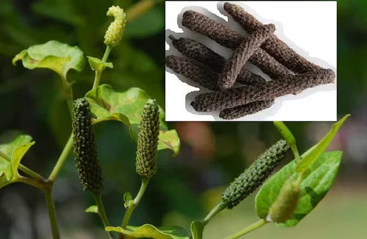 Long Pepper Vine Starter Plant - Piper longum - Indian Long Pepper - Rooted Herb for Culinary and Medicinal Use