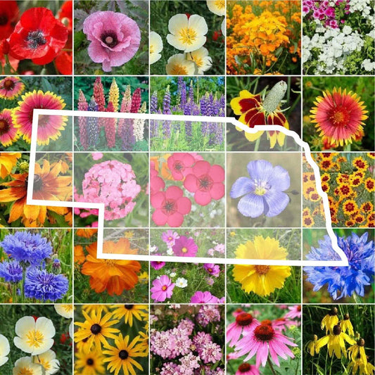 Nebraska Wildflower Seed Mix - 1000 Non-GMO Perennial & Annual Seeds - Native Flower Variety for Pollinators
