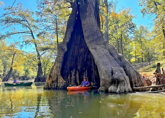 Southern Bald Swamp Cypress Tree Seeds - Taxodium distichum - Fast Fall Colors - Hardy Wetland Tree Seeds